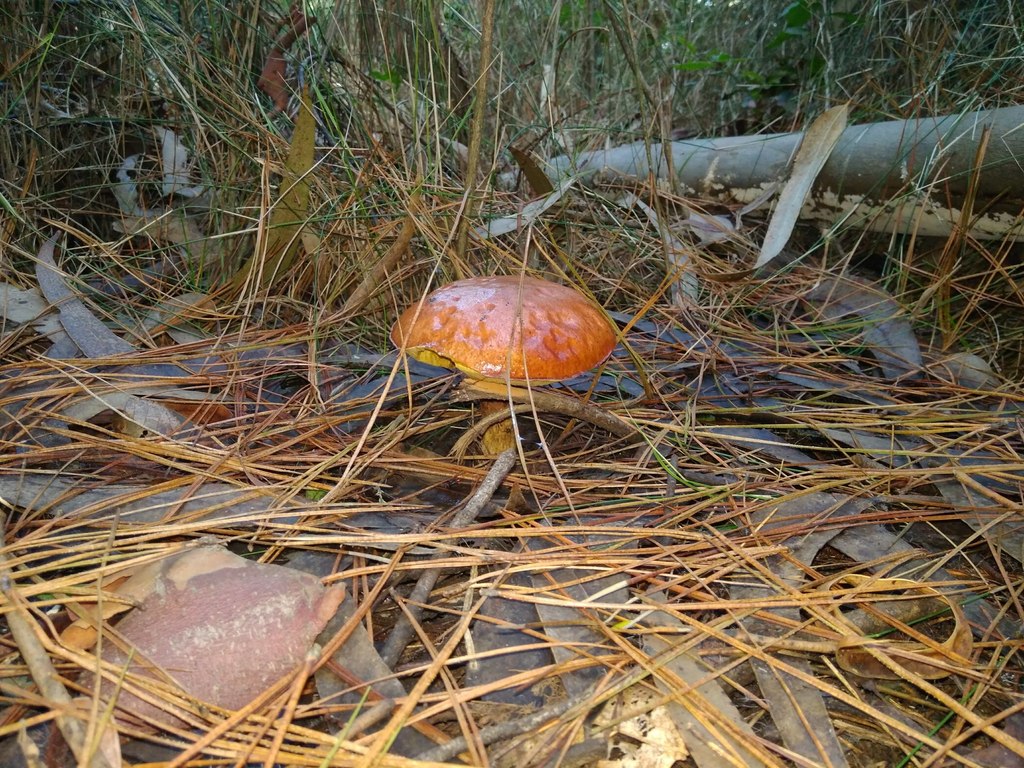 Suillus luteus · April 2018 · photo: © cristianriquelme (iNaturalist, cc-by)