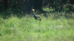 Balearica regulorum regulorum