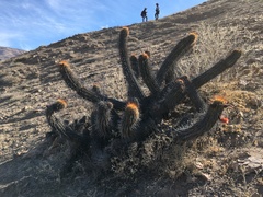 Oreocereus