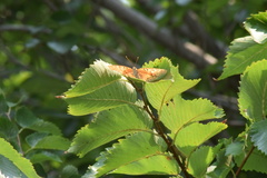 Apaturinae