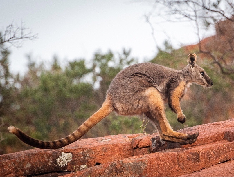 Yellow-footed Rock wallaby by roger smith | Australia animals, Australian  animals, Australian native animals