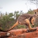 Yellow-footed Rock-Wallaby - Photo (c) nealed, some rights reserved (CC BY-NC), uploaded by nealed