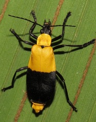 Chauliognathus dimidiatus