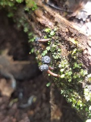 Podosordaria