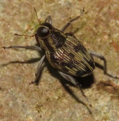 Conoderinae