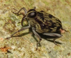Conoderinae
