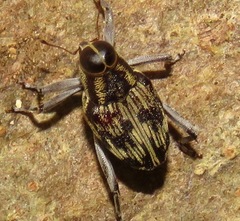 Conoderinae