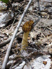 Morchella punctipes