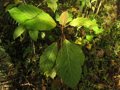 Ladenbergia oblongifolia