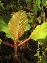 Ladenbergia oblongifolia