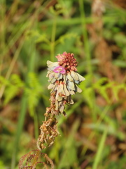Desmodium intortum