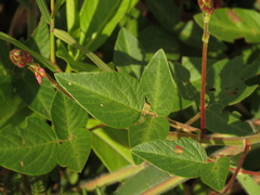 Desmodium intortum