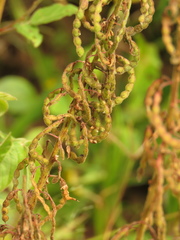 Desmodium intortum