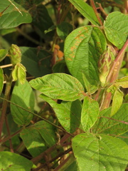 Desmodium intortum