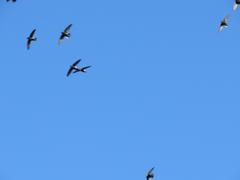 Apus affinis theresae