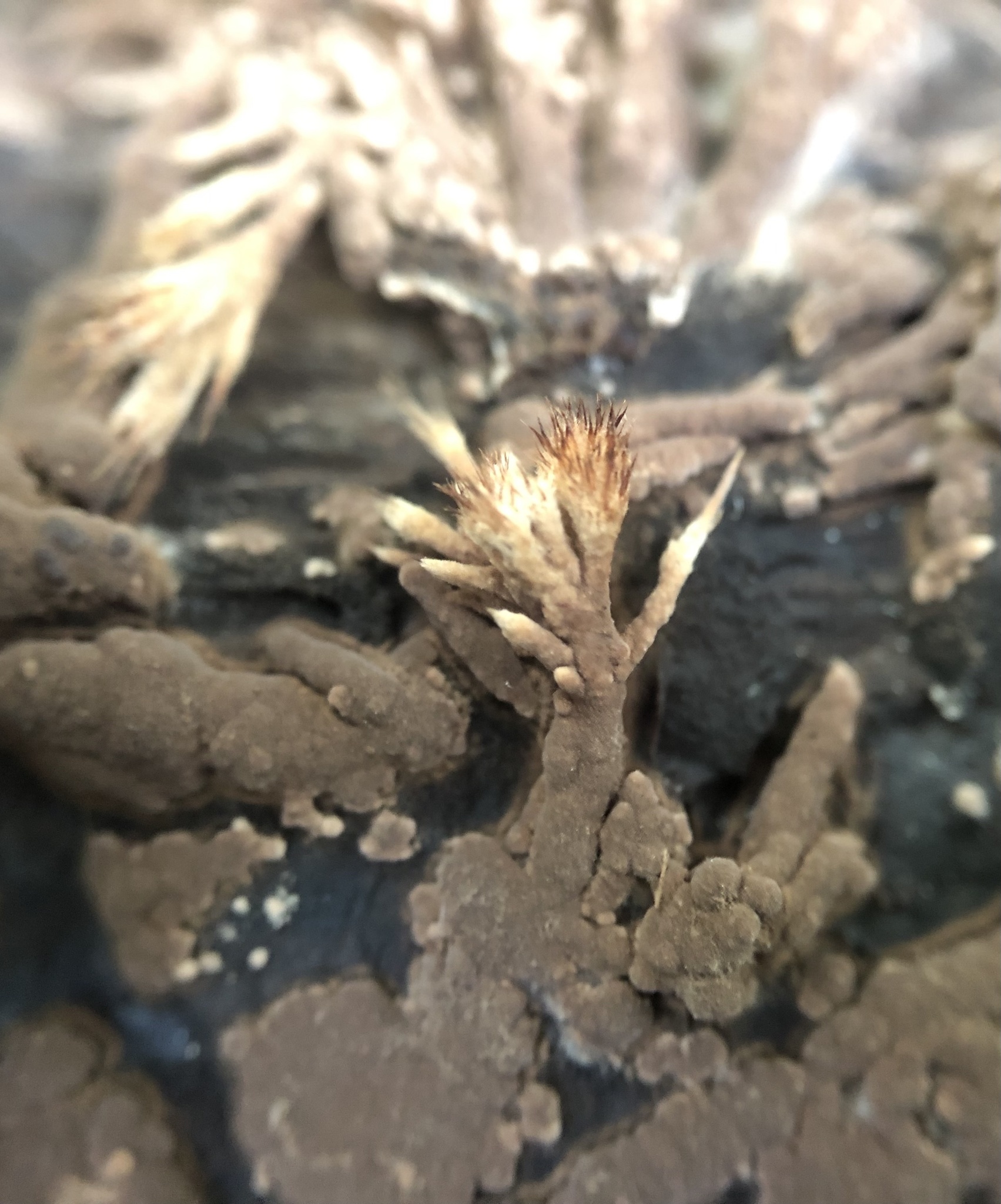 Genus Thelephora · iNaturalist