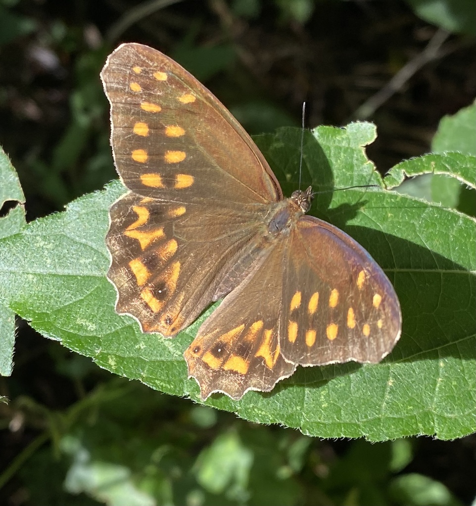 Dot-banded Satyr