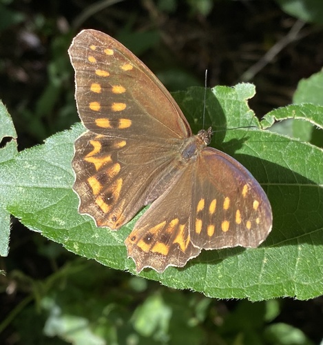 Dot-banded Satyr