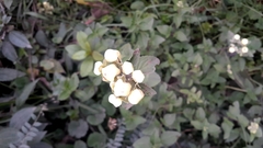 Calceolaria sericea