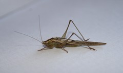 Conocephalus upoluensis