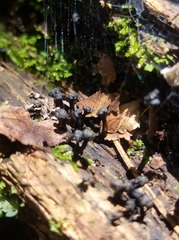 Podosordaria