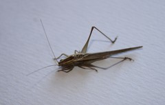 Conocephalus upoluensis