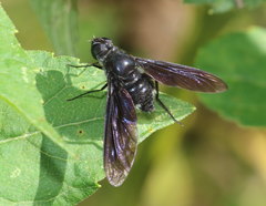 Anthrax aterrimus