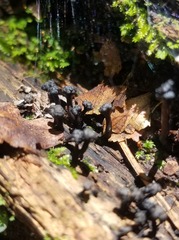 Podosordaria