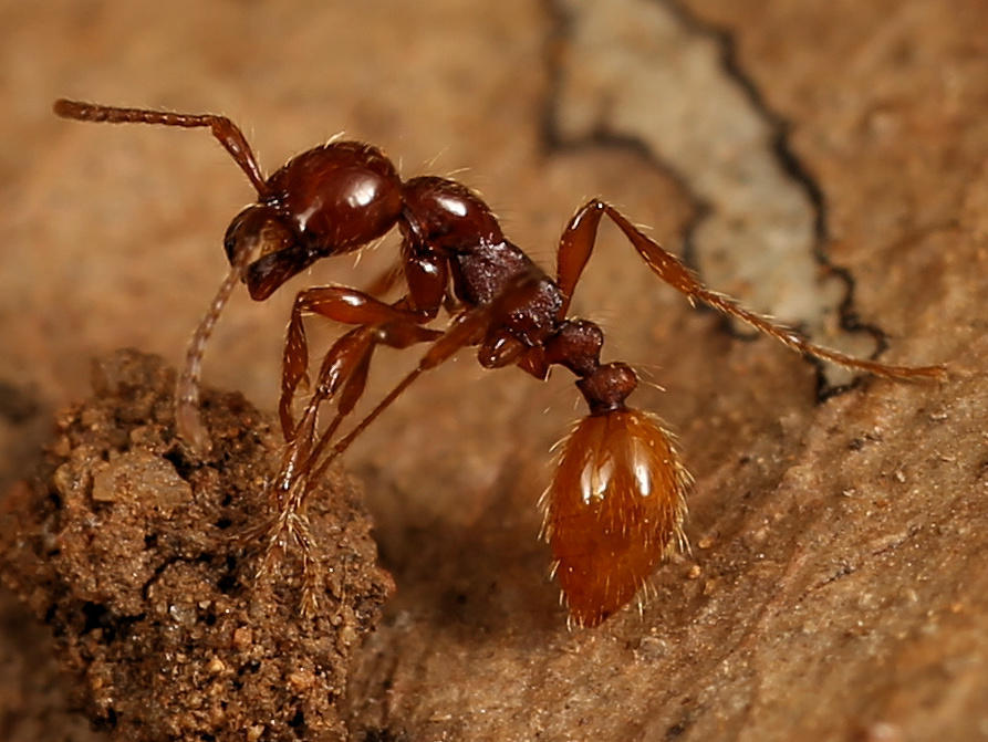 Aenictus Army Ants