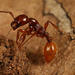 Raider Ants - Photo (c) Wynand Uys, some rights reserved (CC BY), uploaded by Wynand Uys