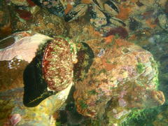 Haliotis spadicea