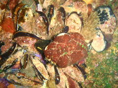 Haliotis spadicea