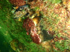 Haliotis spadicea