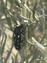 Agrilus walsinghami