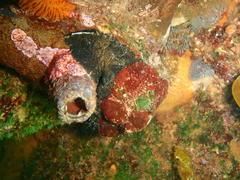 Haliotis spadicea
