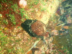 Haliotis spadicea