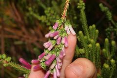 Erica verticillata