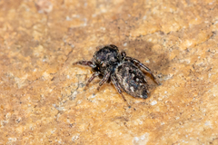 Bianor maculatus