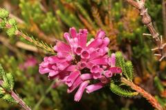 Erica verticillata