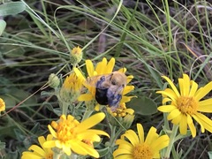 Anthophora montana