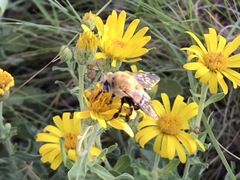 Anthophora montana