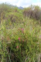 Erica verticillata