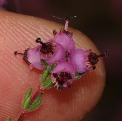 Erica turgida