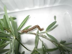 Calobota cytisoides