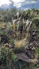 Stipa glareosa