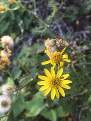 Senecio lyonii