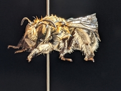 Anthophora affabilis