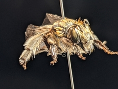 Anthophora affabilis