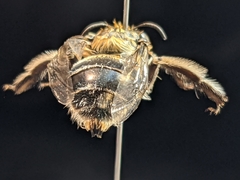 Anthophora affabilis