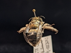 Anthophora affabilis